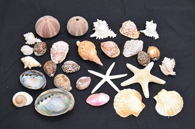 Lot 212 - Collection of shells