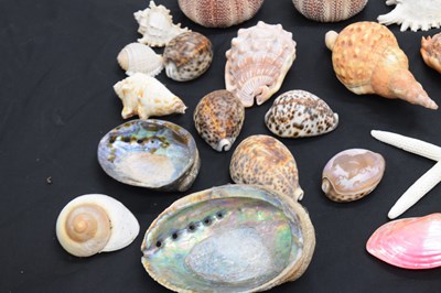 Lot 212 - Collection of shells