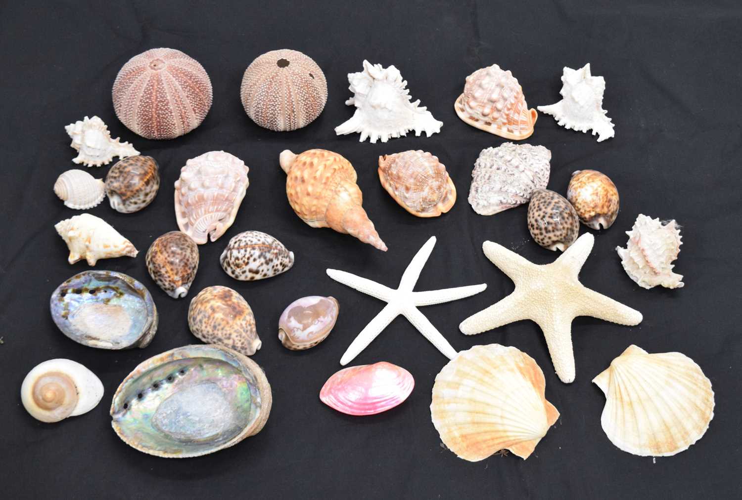 Lot 212 - Collection of shells