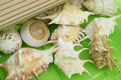 Lot 212 - Collection of shells