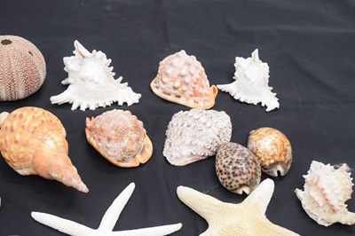 Lot 212 - Collection of shells