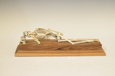 Lot 350 - Bone skeleton resting on plinth