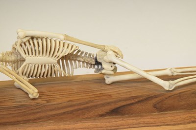 Lot 350 - Bone skeleton resting on plinth