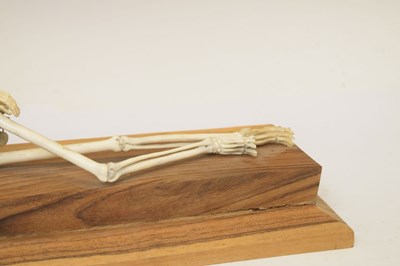 Lot 350 - Bone skeleton resting on plinth