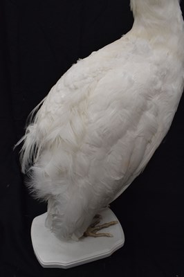 Lot 358 - Taxidermy:  White (Leucistic) peacock