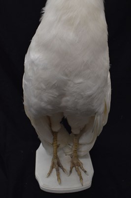 Lot 358 - Taxidermy:  White (Leucistic) peacock