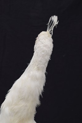 Lot 358 - Taxidermy:  White (Leucistic) peacock