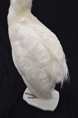 Lot 358 - Taxidermy:  White (Leucistic) peacock