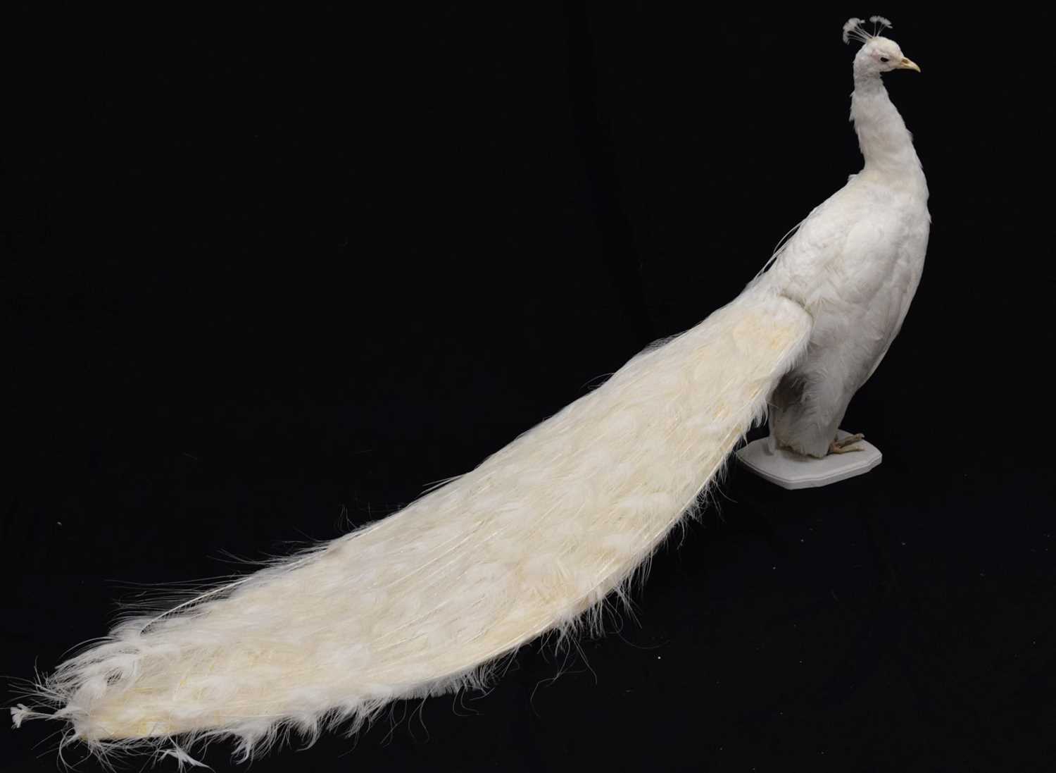 Lot 358 - Taxidermy:  White (Leucistic) peacock