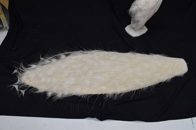 Lot 358 - Taxidermy:  White (Leucistic) peacock