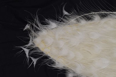 Lot 358 - Taxidermy:  White (Leucistic) peacock