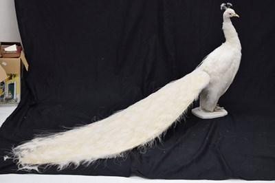 Lot 358 - Taxidermy:  White (Leucistic) peacock