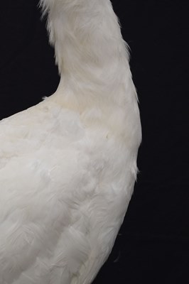 Lot 358 - Taxidermy:  White (Leucistic) peacock