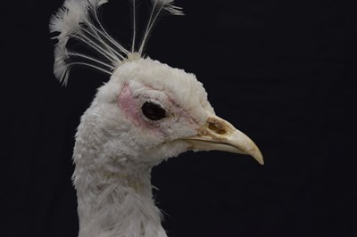 Lot 358 - Taxidermy:  White (Leucistic) peacock