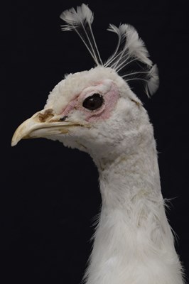 Lot 358 - Taxidermy:  White (Leucistic) peacock