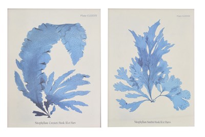 Lot 629 - Two modern botanical prints