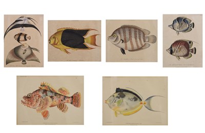 Lot 632 - Group of early 19th century hand-coloured engraved prints of tropical fish