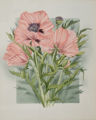 Lot 648 - José Berrow - Watercolour - Still life study of poppies