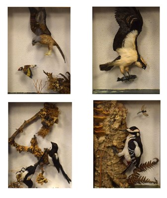 Lot 561 - J. MacNeil - Four miniature bird dioramas