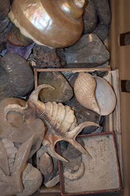 Lot 223 - Box of assorted fossils