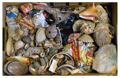 Lot 224 - Box of assorted shells
