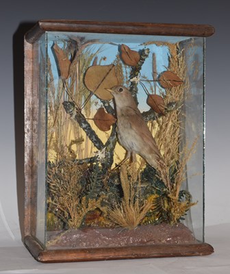 Lot 230 - Taxidermy - Early 20th century cased preserved songbird