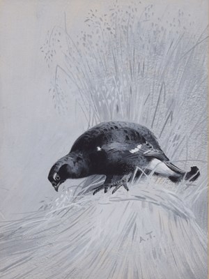 Lot 320 - Archibald Thorburn (1860-1935)  - ‘Male Black Grouse’