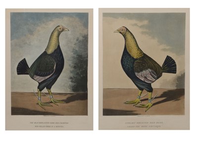 Lot 430 - Pair ornithological prints, engraved by C.R. Stock