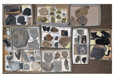 Lot 211 - Approximately seventy-five geology specimens of fossils, etc