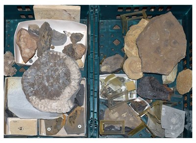 Lot 213 - Approximately thirty geology specimens of fossils, etc