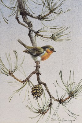 Lot 298 - Edwin Penny (1930-2016) - Watercolour - Robin perching upon a fir tree bough