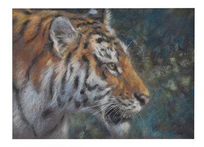 Lot 455 - Joel Kirk (British, b.1948) - Pastel - Profile of a tiger