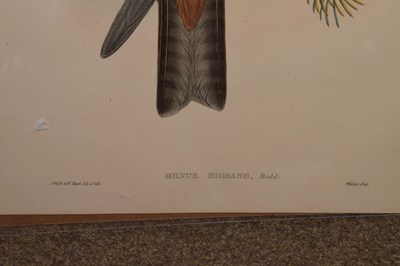 Lot 428 - Joseph Wolf & William Hart hand-coloured lithograph - 'Milvus Migrans'