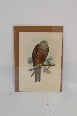Lot 428 - Joseph Wolf & William Hart hand-coloured lithograph - 'Milvus Migrans'