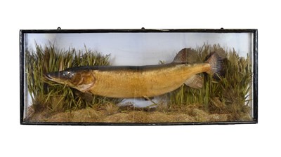 Lot 178 - Taxidermy - cased preserved Pike, J. E. Shelbourne