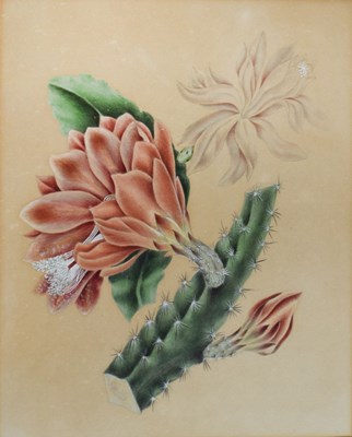 Lot 380 - 19th Century botanical study - Flowering Cactus