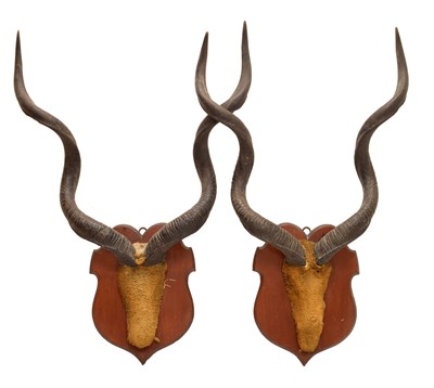 Lot 236 - Two shield-mounted pairs of Greater Kudu horns