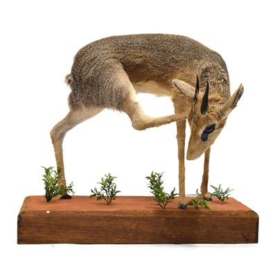 Lot 237 - Taxidermy - Preserved dik-dik