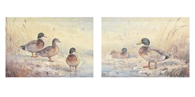 Lot 617 - John Mace (b. 1937) - Two small oils on board - Mallards