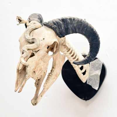 Lot 403 - Mounted ram's head skull with snake