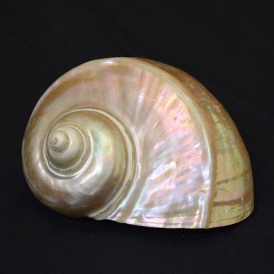 Lot 399 - Large conch shell