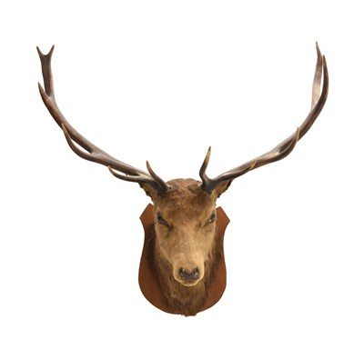 Lot 380 - Taxidermy - Mounted Red Deer stag's head with eleven-point antlers