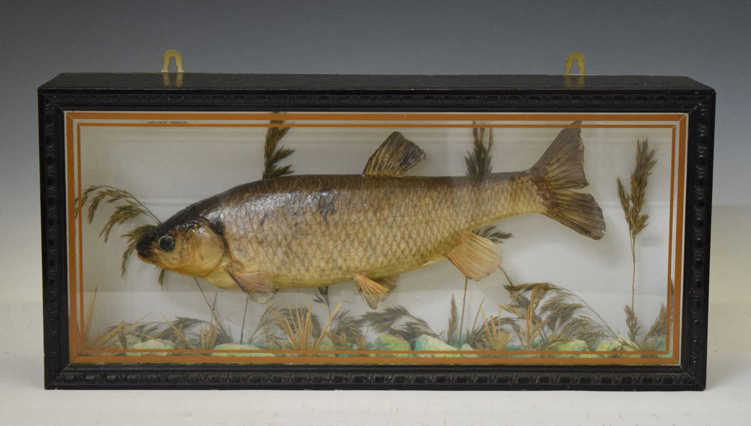 Lot 480 - Taxidermy - Preserved Chub (Squalius cephalus)