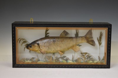 Lot 480 - Taxidermy - Preserved Chub (Squalius cephalus)