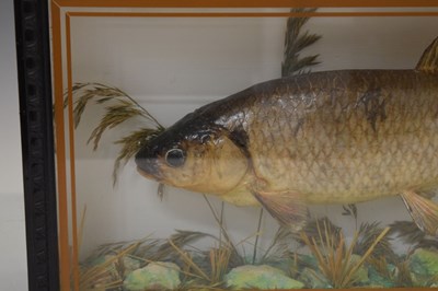 Lot 480 - Taxidermy - Preserved Chub (Squalius cephalus)