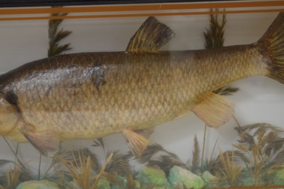 Lot 480 - Taxidermy - Preserved Chub (Squalius cephalus)