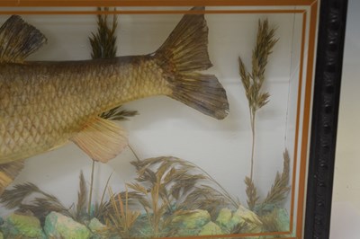 Lot 480 - Taxidermy - Preserved Chub (Squalius cephalus)