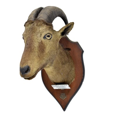 Lot 235 - Taxidermy - Shield mounted Nilgirry wild goat