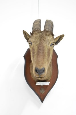 Lot 235 - Taxidermy - Shield mounted Nilgirry wild goat