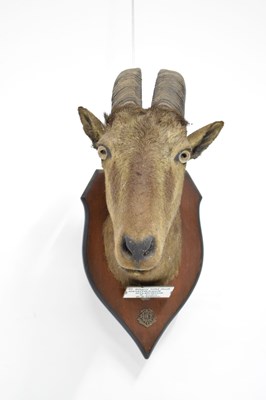 Lot 235 - Taxidermy - Shield mounted Nilgirry wild goat